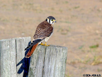HALCONCITO COMÚN (Falco sparverius)  - Piedras del Chileno-MALDONADO (Febrero 2011)